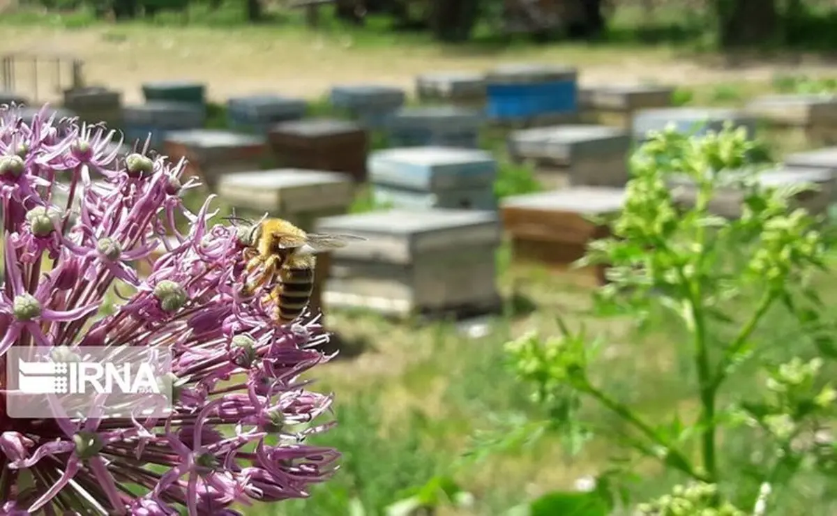  رونق پرورش زنبور عسل در الیگودرز بارویش گونه‌های مختلف گیاهان دارویی