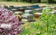  رونق پرورش زنبور عسل در الیگودرز بارویش گونه‌های مختلف گیاهان دارویی