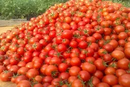 ریزش شدید قیمت گوجه در راه است 