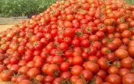 ریزش شدید قیمت گوجه در راه است 