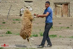  تصویرپشم چینی گوسفندان در کلات 