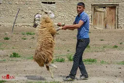  تصویرپشم چینی گوسفندان در کلات 
