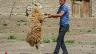  تصویرپشم چینی گوسفندان در کلات 