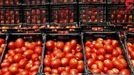 کشف گوجه فرنگی های تریاکی در تهران | راننده کامیون دستگیر شد