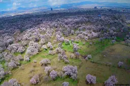 میراث فرهنگی با احیای باغ موزه و باغستان در قزوین موافق است