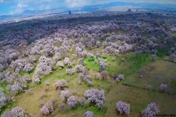 میراث فرهنگی با احیای باغ موزه و باغستان در قزوین موافق است