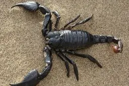 مرگ دومین کودک در ۳ روز اخیر در اثر عقرب‌گزیدگی در شرق هرمزگان