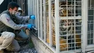 کرونا در شیلی؛ واکسیناسیون اورانگوتان و ببر باغ وحش + عکس