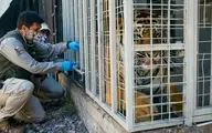 کرونا در شیلی؛ واکسیناسیون اورانگوتان و ببر باغ وحش + عکس
