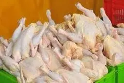 کاهش قیمت مرغ شرط دارد