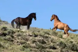 لحظات زیبا از کوچ بهاری اسب ها در گیلان | لحظه ای با حیوانات حیات وحش +ویدئو