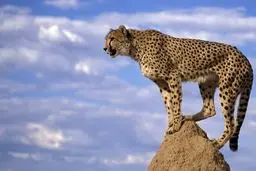 آب، خاک و حیات وحش چه چشم اندازی دارند؟ | ظرفیت تکمیل است