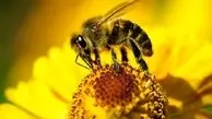 ترکیب نیش زنبور عسل موجب نابودی سلول های سرطان سینه می شود