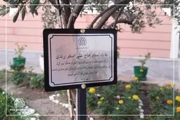 نام‌گذاری درخت زیتون به یاد استاد حاج علی‌اصغر زرندی | پاسداشت یک عمر خدمت در فرش دستباف ایران