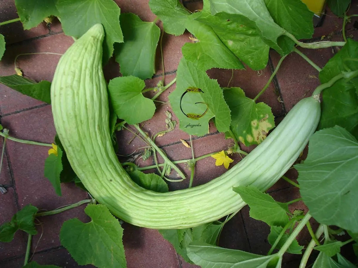 خیار چنبر، محافظ قدرتمند بدن! | خواص خیار چنبر