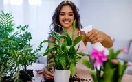 آیا گیاهان آپارتمانی واقعاً هوای خانه را تصفیه می کنند؟