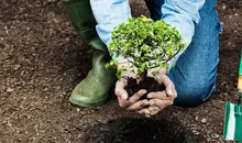 کاشت بیش از 11 میلیون نهال از آغاز جنگ | برنامه کاشت 1 میلیارد درخت در کشور