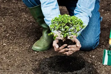 کاشت بیش از 11 میلیون نهال از آغاز جنگ | برنامه کاشت 1 میلیارد درخت در کشور