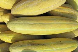 میدونستی خربزه برای سنگ کلیه عالیه؟ | دفع سنگ و آرامش بخش کلیه ها