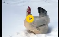 واکنش خنده‌دار و جالب چند مرغ از اولین برخورد با برف! + ویدئو 