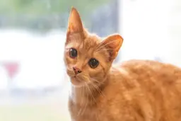 لحظه دیدنی نجات یک بچه گربه از درون ظرف شیشه ای!