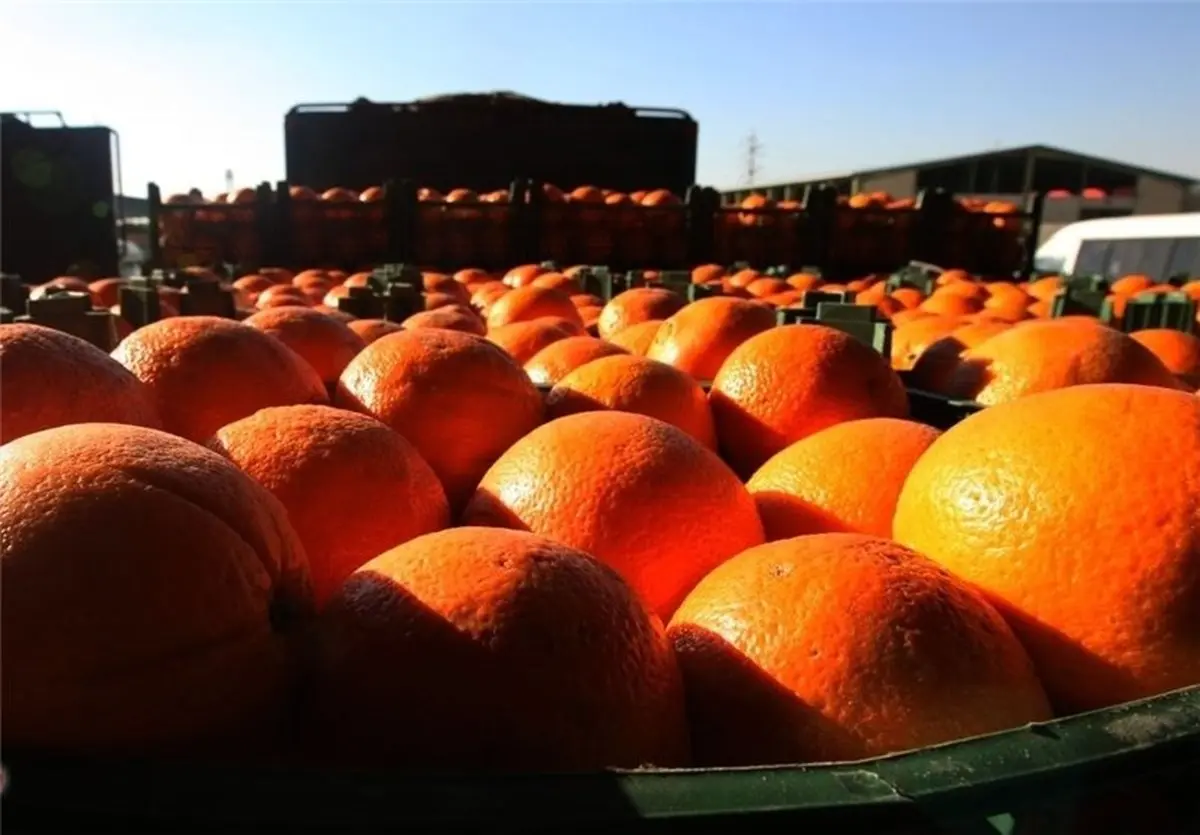 هشدار جدی | پرتقال‌های این رنگی را نه بخرید، نه بخورید!