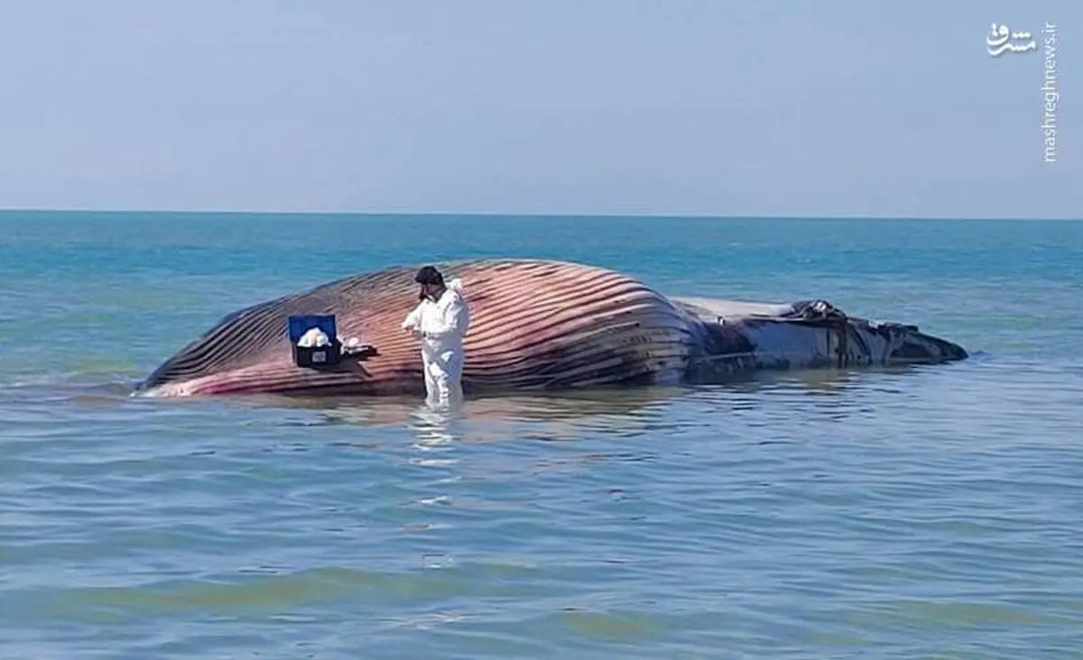 آتش‌زدن لاشه نهنگ در ساحل روستای لیلتین استان بوشهر