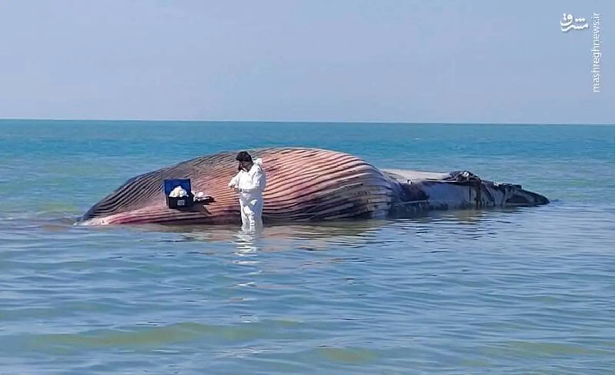 آتش‌زدن لاشه نهنگ در ساحل روستای لیلتین استان بوشهر