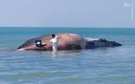 آتش‌زدن لاشه نهنگ در ساحل روستای لیلتین استان بوشهر