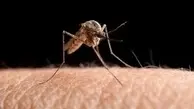 پشه‌ها چگونه با این دقت قربانیان خود را پیدا می‌کنند؟