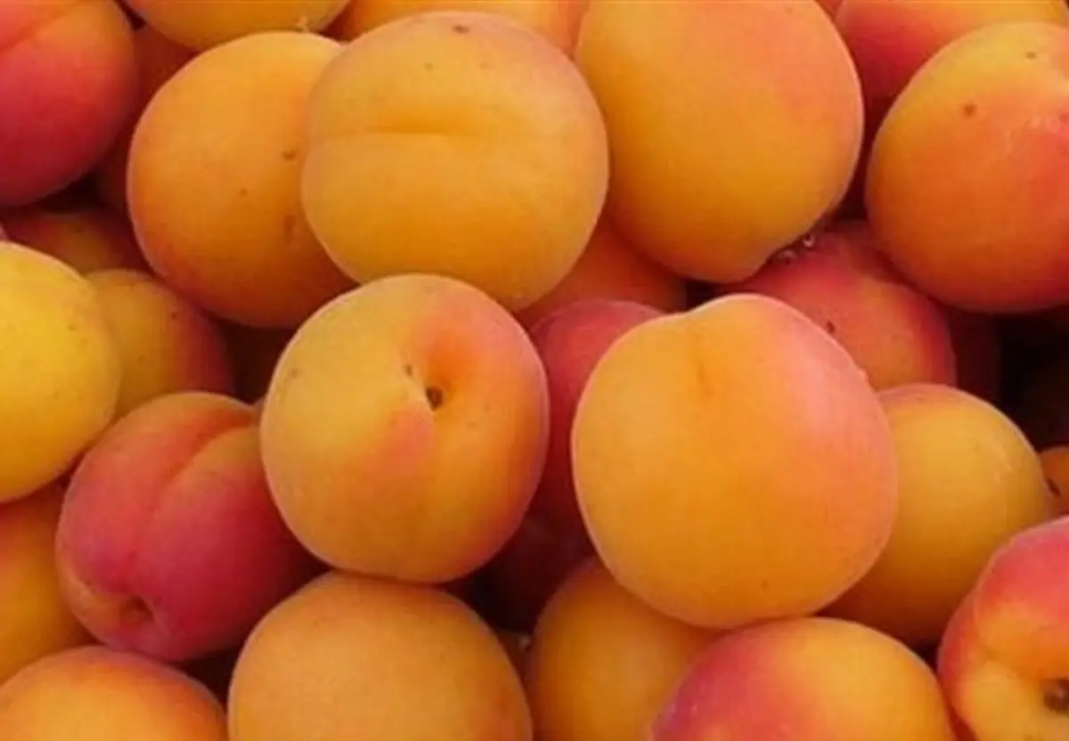 زردآلو کیلویی 55 هزار تومان؟! | وضعیت زردآلو و میوه های نوبرانه در بازار میوه