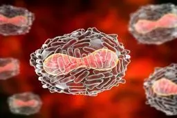 هر آنچه باید درباره  ویروس تازه وارد  بدانید | همه چیز درباره وبا