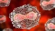 علائم ابتلا به ویروس ماربورگ چیست؟ این ویروس تا چه اندازه خطرناک است؟