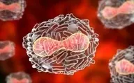 اولین مورد ابتلا به ویروس کشنده ماربورگ | سازمان بهداشت جهانی هشدار داد