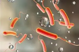 هشدار جدی به مردم | شناسایی یک بیماری جدید و مرگبار در ایلام + جزئیات و علائم