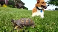 فوتبال بازی کردن خنده دار سگ و لاک‌پشت با یک توپ بزرگ+ ویدئو