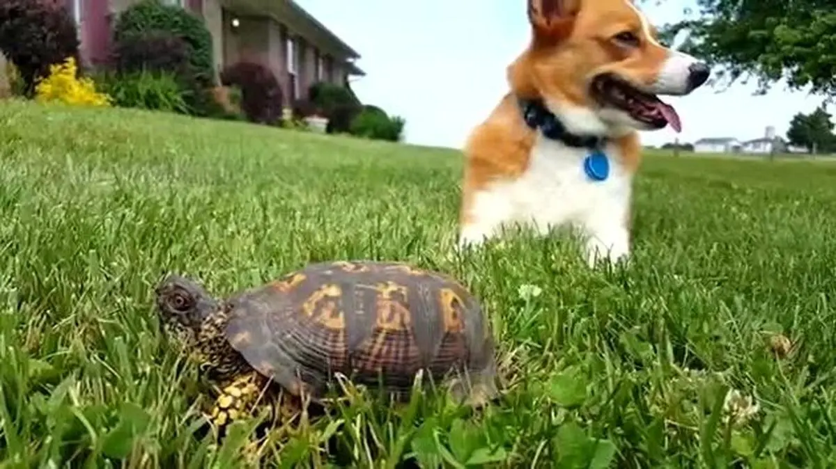 فوتبال بازی کردن خنده دار سگ و لاک‌پشت با یک توپ بزرگ+ ویدئو