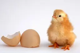 کمبود دانه و غلات جوجه‌مرغ‌ها را به کام مرگ کشید+ویدئو