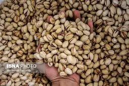  بیش از ۹۰۰۰ تن پسته از کشور در اردیبهشت ماه  صادر شد.