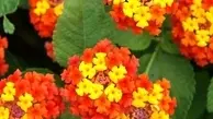 شرایط نگه داری گل شاه پسند | با ترفندهای ساده یک گل شاداب داشته باش
