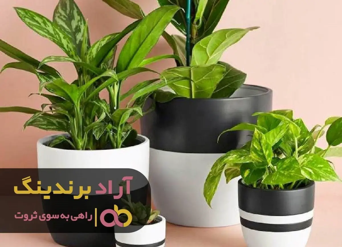 زخم های بی پولی ام را با پول مرهم کردم