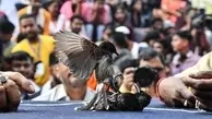 سنت غیر انسانی هند از سر گرفته شد! | مبارزه پرندگان آوازه‌خوان کوچک در رینگ مبارزه از ممنوعیت خارج شد