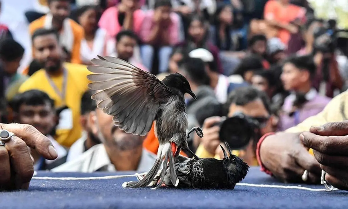 سنت غیر انسانی هند از سر گرفته شد! | مبارزه پرندگان آوازه‌خوان کوچک در رینگ مبارزه از ممنوعیت خارج شد
