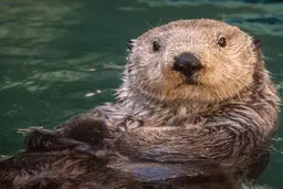 ورود ناگهانی سمورهای آبی به سراب تاریخی روانسر! +ویدئو