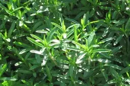 وجود اثرات ضدالتهابی و ضد درد در گیاه "مرزه خوزستانی"