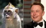  ایلان ماسک ۱۵ میمون را کشت!