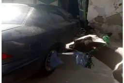 یک گاو به سرقت رفت! | سرقت یک گاو عظیم‌الجثه با خودرو سواری!+ویدئو 