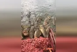 غذا دادن به گله‌ای از کروکودیل‌ها!+ویدئو