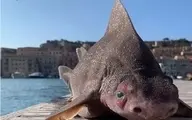  ظاهر شگفت‌انگیز ماهی در ساحل ایتالیا +عکس 