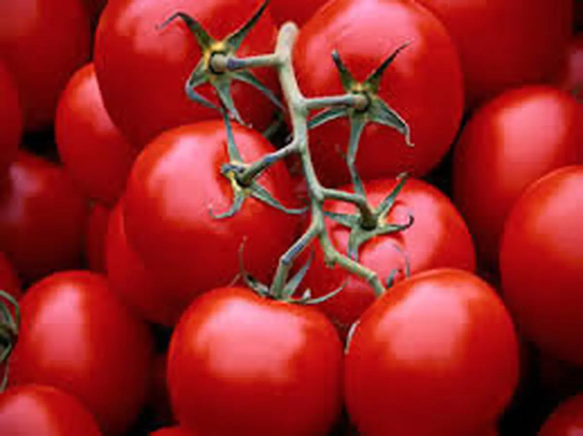 
قیمت گوجه فرنگی دوباره افزایش یافت
